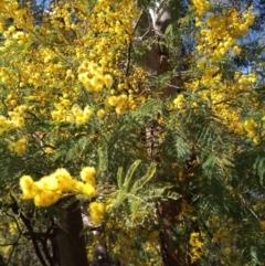 Acacia dealbata (Silver Wattle) at Tharwa, ACT - 25 Aug 2023 by vitt2022