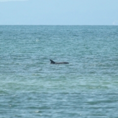 Tursiops truncatus (Bottlenose Dolphin) at Wellington Point, QLD - 7 Sep 2023 by TimL