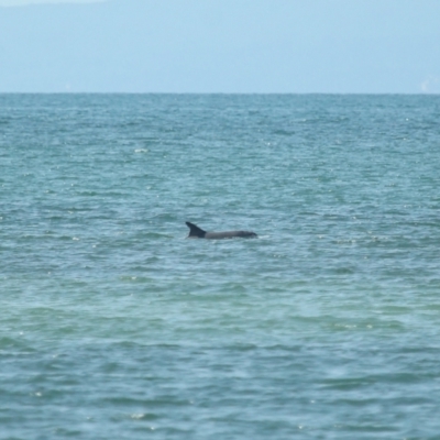 Tursiops truncatus (Bottlenose Dolphin) at Wellington Point, QLD - 7 Sep 2023 by TimL