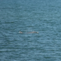 Tursiops truncatus at Wellington Point, QLD - 7 Sep 2023 02:05 PM