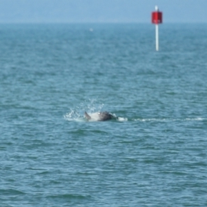 Tursiops truncatus at Wellington Point, QLD - 7 Sep 2023 02:05 PM