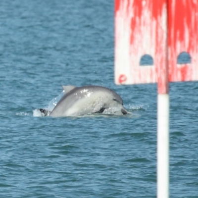 Tursiops truncatus (Bottlenose Dolphin) at Wellington Point, QLD - 7 Sep 2023 by TimL