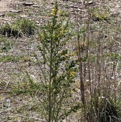 Genista monspessulana (Cape Broom, Montpellier Broom) at Mitchell, ACT - 13 Sep 2023 by MattM