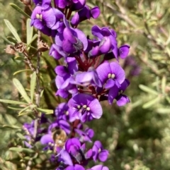 Hardenbergia violacea (False Sarsaparilla) at Wamboin, NSW - 24 Aug 2023 by Komidar
