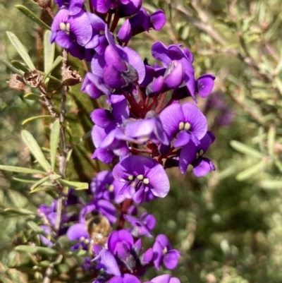 Hardenbergia violacea (False Sarsaparilla) at Wamboin, NSW - 24 Aug 2023 by Komidar