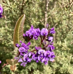 Hardenbergia violacea at Wamboin, NSW - 24 Aug 2023 11:51 AM