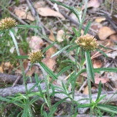 Euchiton sphaericus (Star Cudweed) at Collector, NSW - 26 Nov 2020 by JaneR