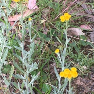 Chrysocephalum apiculatum at Collector, NSW - 26 Nov 2020