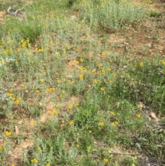 Chrysocephalum apiculatum at Collector, NSW - 26 Nov 2020