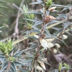 Melichrus urceolatus (Urn Heath) at Collector, NSW - 3 Oct 2022 by JaneR