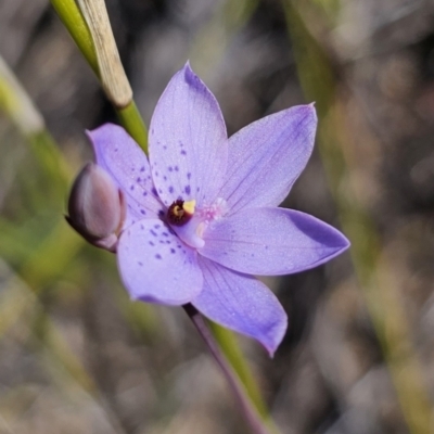Thelymitra ixioides (Dotted Sun Orchid) at East Lynne, NSW - 13 Sep 2023 by Csteele4