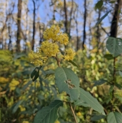 Pomaderris discolor at Monga, NSW - 13 Sep 2023