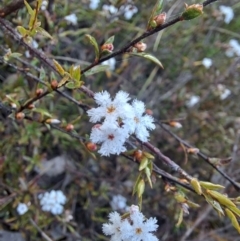 Leucopogon virgatus (Common Beard-heath) at Nicholls, ACT - 12 Sep 2023 by Satine