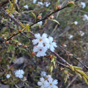 Leucopogon virgatus at Nicholls, ACT - 13 Sep 2023