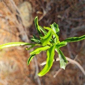 Dodonaea viscosa at Isaacs, ACT - 14 Sep 2023