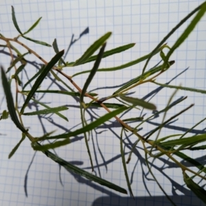 Dodonaea viscosa subsp. angustissima at Isaacs, ACT - 14 Sep 2023