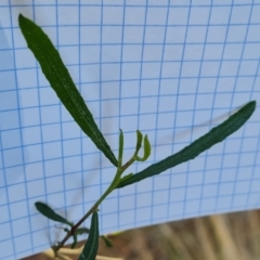 Dodonaea viscosa subsp. angustissima at Isaacs, ACT - 14 Sep 2023