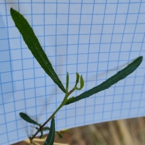 Dodonaea viscosa subsp. angustissima at Isaacs, ACT - 14 Sep 2023