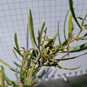 Dodonaea viscosa subsp. angustissima at Isaacs, ACT - 14 Sep 2023 10:02 AM