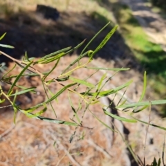 Dodonaea viscosa subsp. angustissima at Isaacs, ACT - 14 Sep 2023 10:02 AM