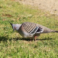 Ocyphaps lophotes (Crested Pigeon) at Fyshwick, ACT - 14 Sep 2023 by JimL