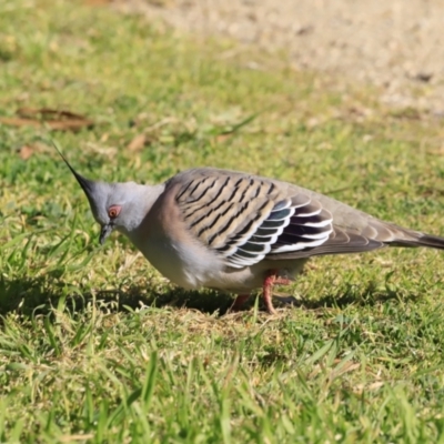 Ocyphaps lophotes (Crested Pigeon) at Fyshwick, ACT - 13 Sep 2023 by JimL