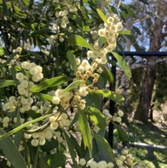 Acacia melanoxylon (Blackwood) at Wamboin, NSW - 6 Sep 2023 by Komidar