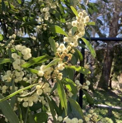 Acacia melanoxylon (Blackwood) at Wamboin, NSW - 6 Sep 2023 by Komidar
