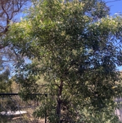 Acacia melanoxylon at Wamboin, NSW - 6 Sep 2023 12:13 PM