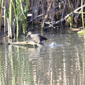 Anas superciliosa at Fyshwick, ACT - 14 Sep 2023