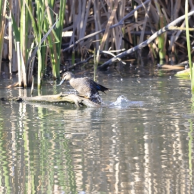 Anas superciliosa (Pacific Black Duck) at Jerrabomberra Wetlands - 13 Sep 2023 by JimL