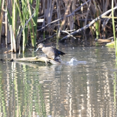 Anas superciliosa (Pacific Black Duck) at Fyshwick, ACT - 13 Sep 2023 by JimL