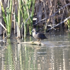 Anas superciliosa at Fyshwick, ACT - 14 Sep 2023