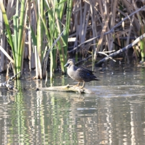 Anas superciliosa at Fyshwick, ACT - 14 Sep 2023