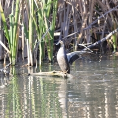 Anas superciliosa at Fyshwick, ACT - 14 Sep 2023