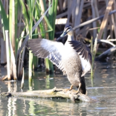 Anas superciliosa at Fyshwick, ACT - 14 Sep 2023