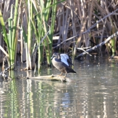 Anas superciliosa at Fyshwick, ACT - 14 Sep 2023