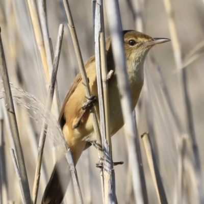 Acrocephalus australis (Australian Reed-Warbler) at Jerrabomberra Wetlands - 13 Sep 2023 by JimL