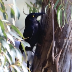 Strepera graculina (Pied Currawong) at Fyshwick, ACT - 13 Sep 2023 by JimL