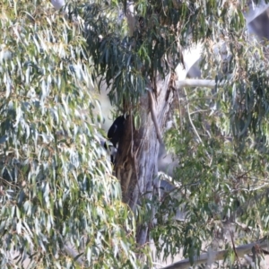 Strepera graculina at Fyshwick, ACT - 14 Sep 2023