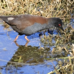 Zapornia tabuensis at Fyshwick, ACT - 14 Sep 2023 09:31 AM