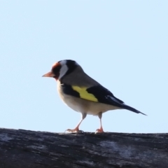Carduelis carduelis (European Goldfinch) at Jerrabomberra Wetlands - 13 Sep 2023 by JimL