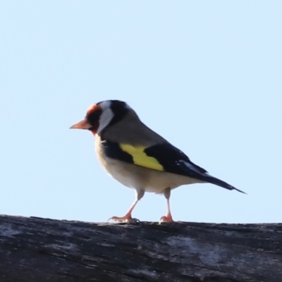 Carduelis carduelis (European Goldfinch) at Fyshwick, ACT - 14 Sep 2023 by JimL