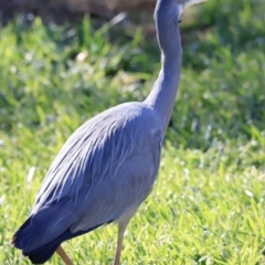 Egretta novaehollandiae (White-faced Heron) at Jerrabomberra Wetlands - 13 Sep 2023 by JimL