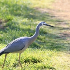 Egretta novaehollandiae at Fyshwick, ACT - 14 Sep 2023 09:10 AM