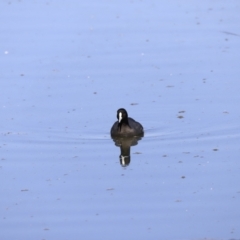 Fulica atra (Eurasian Coot) at Fyshwick, ACT - 14 Sep 2023 by JimL