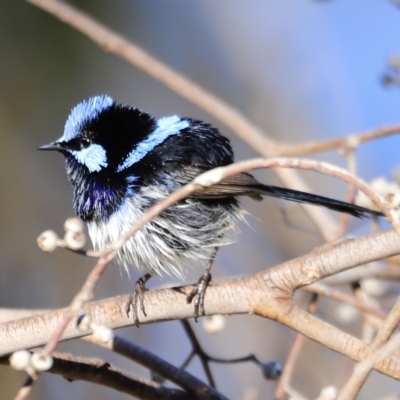 Malurus cyaneus (Superb Fairywren) at Jerrabomberra Wetlands - 13 Sep 2023 by JimL