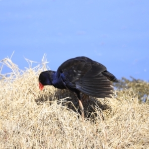 Porphyrio melanotus at Fyshwick, ACT - 14 Sep 2023