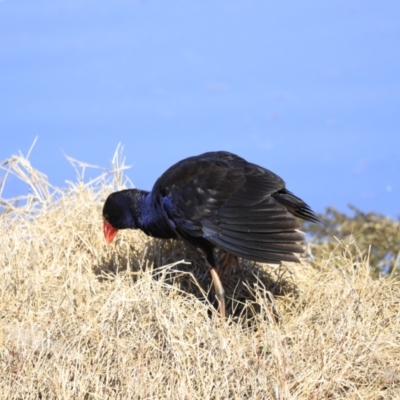 Porphyrio melanotus (Australasian Swamphen) at Fyshwick, ACT - 13 Sep 2023 by JimL