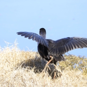 Porphyrio melanotus at Fyshwick, ACT - 14 Sep 2023